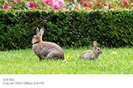 5DS_0001-crop-fullHD-189px