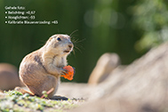 5D3_9564-2-189px