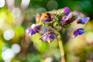 5D3_2270-189px
