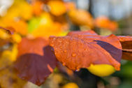5D3_2298-189px