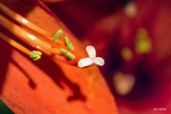 IMG_0154-189px