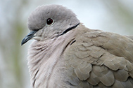 01-IMG_0122-189px